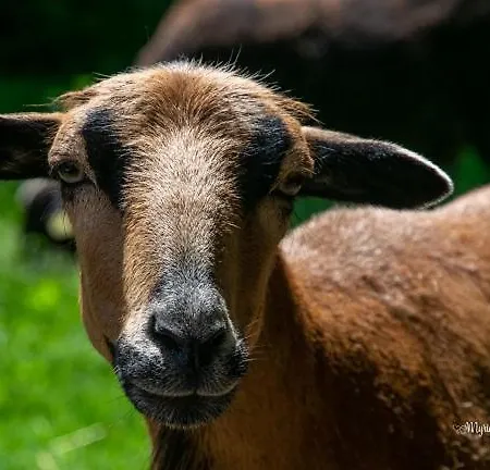 Maison D'hôte Privatisée Avec Piscine Et Jacuzzis 15 Pers Max Villa *