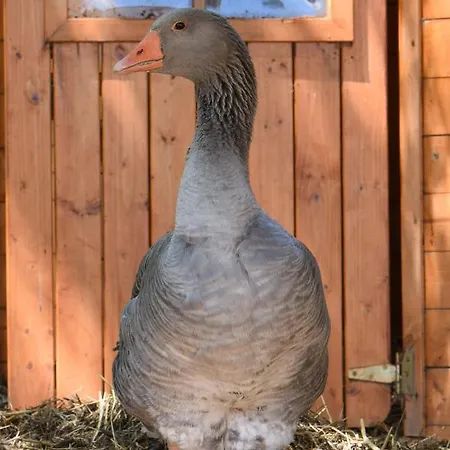 Maison D'hôte Privatisée Avec Piscine Et Jacuzzis 15 Pers Max Villa La Couture-Boussey
