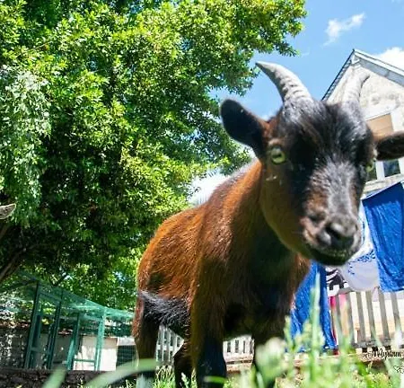 Maison D'hôte Privatisée Avec Piscine Et Jacuzzis 15 Pers Max * La Couture-Boussey