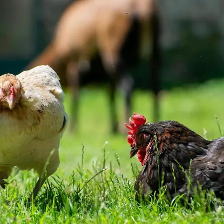 Maison D'hôte Privatisée Avec Piscine Et Jacuzzis 15 Pers Max Villa La Couture-Boussey